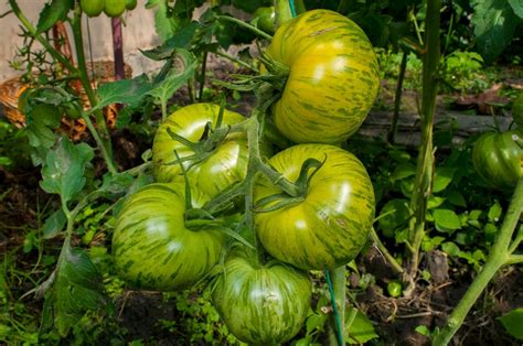 牛番茄屬性|牛番茄 (Beefsteak Tomato)